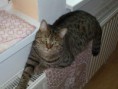 /album/kocour/a9stkhy-f1pnyvafn-pfyk1annackbo7gryq0asctw5axlogxkq0meib1yp-sgdslrw3gf5k-jpeg1/